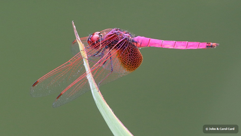 J17_2998 Trithemis aurora male.JPG